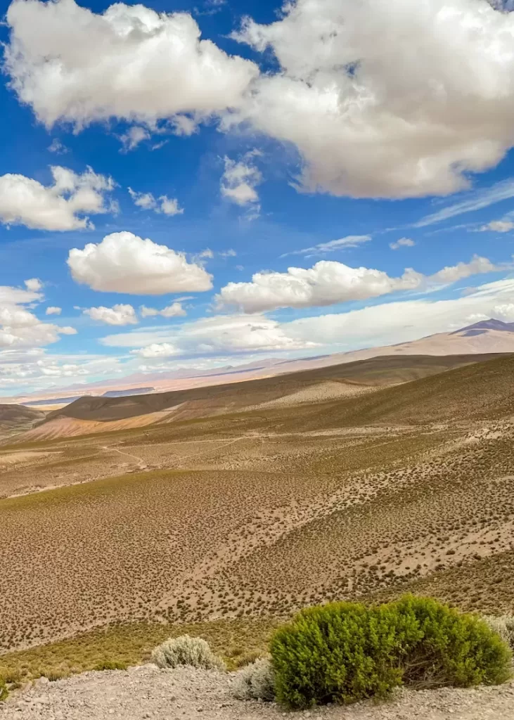 bofedal de sora, salar de uyuni, bolivia