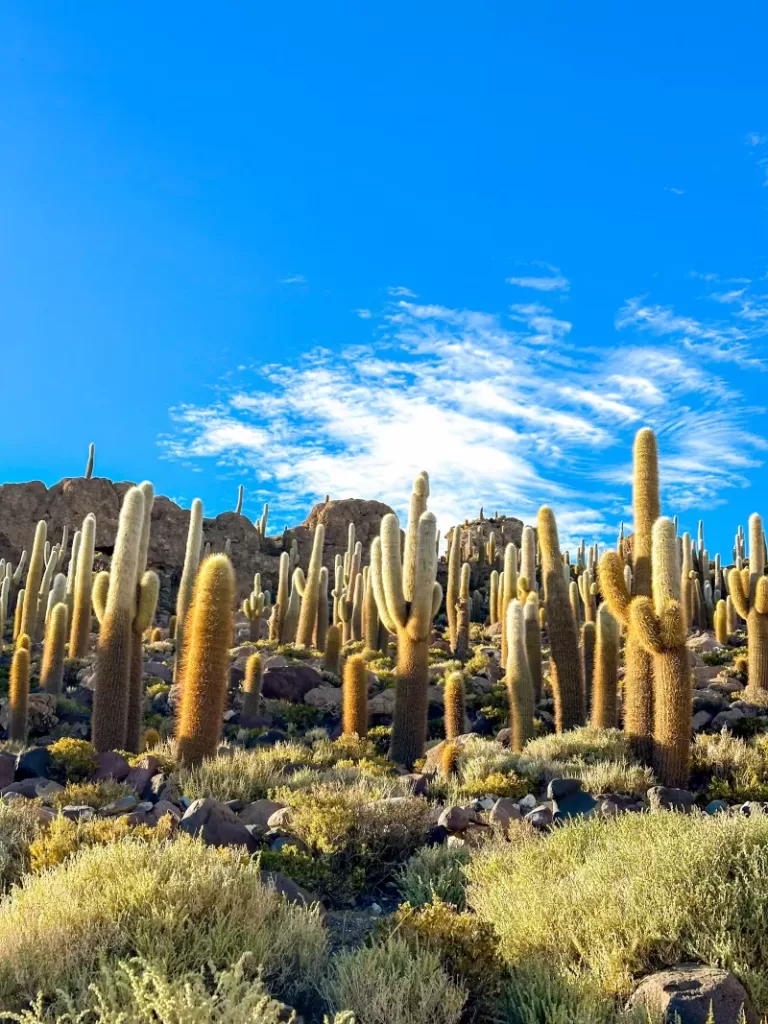 Isla Incahuas em salar de uyuni bolivia3