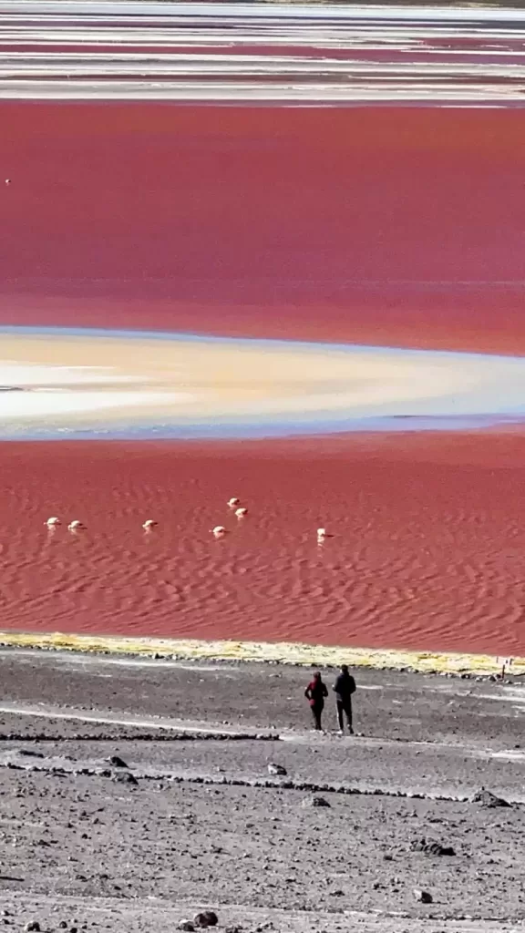 laguna colorada bolivia 2