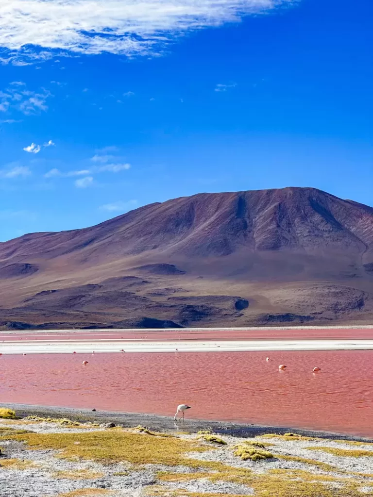 laguna colorada bolivia 3