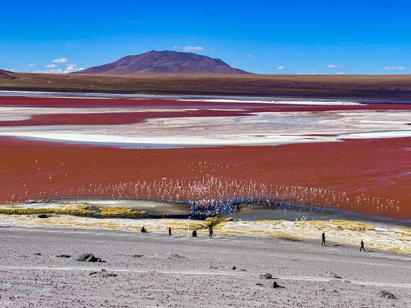 laguna colorada uyuni bolivia